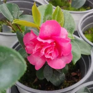 흑향동백나무 포트묘 개화주 묘목 겨울꽃 상록수 관엽식물 정원수 조경수 동백 꽃나무 (목하원예조경)