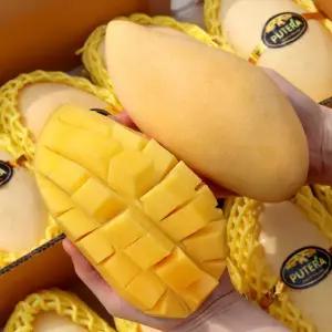 [농부들의수확]항공수입 태국 골드망고 남독마이 4kg 8-12과