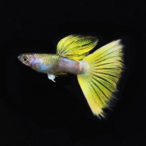 [힘찬열대어] 옐로우 핑구 구피 1쌍