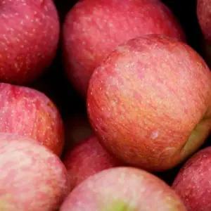 영양가득 가정용 사과 (부사) 2kg 중과(7~8과 내외)