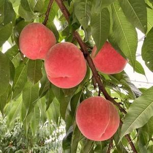 엄청큰 백도 복숭아나무 묘목 / 마도카 극대과종 복숭아묘목