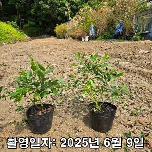 블루베리 / 메도우락 / 3년생 / 결실주