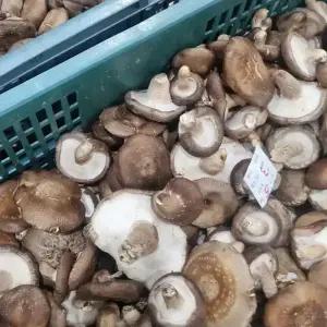 국내산 생 표고버섯 파지 1kg~ 가정용 못난이 표고 실속형