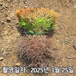 나무생각 / 둥근측백(미러잼) / 삽목2년 / 1등묘