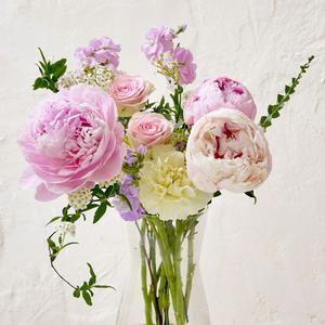 작약 생화 꽃다발 포장 특상급 보존제 꽃다발 선물하기