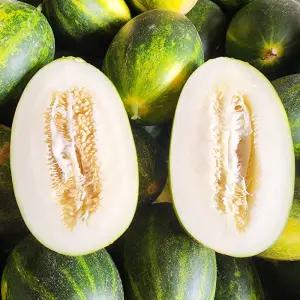 고령 고당도 파파야메론 멜론 거북이참외 2kg 3kg
