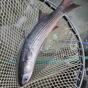 보리숭어 필렛 300g 내외