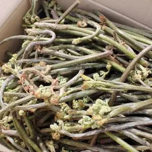 [산지직송] 국내산 하동 햇 생 고사리 4kg