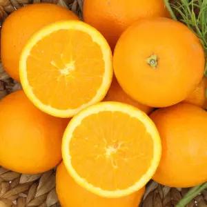 썬키스트 퓨어스펙 고당도 블랙라벨 오렌지 특대과 20과 (4.7kg내외)