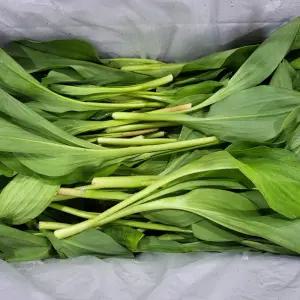 강원도 인제 명이나물 산마늘 줄기명이 2kg 대명이