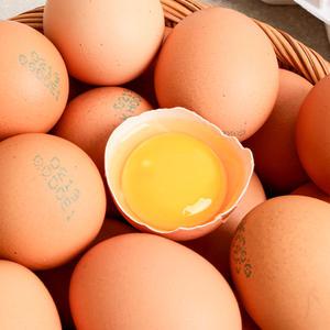 [파손보상] 난각번호 1번 무항생제 유정란 60구 (30구 x 2판)