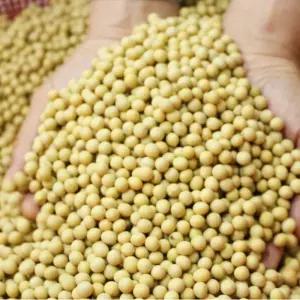 2025년 국산 백태 메주콩 두유콩 콩국수용 10kg (2kg X5봉)