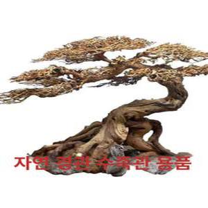 어항유목 대형 활착 소나무 수조 수초 어항꾸미기