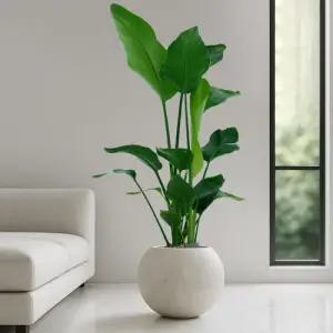 대형 여인초 달항아리 거실화분 개업화분 플랜테리어 인테리어식물 집들이 개업식화분
