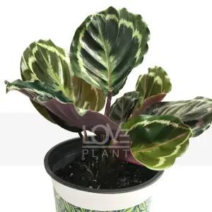 칼라데아메달리온(중품) 화려한 무늬 공작식물 실내 음지 공기정화 식물 수경 가능