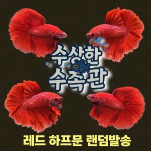 [수상한수족관] [하프문베타 ]솔리드색상 레드 하프문 수컷 베타 / 1마리 / 랜덤발송