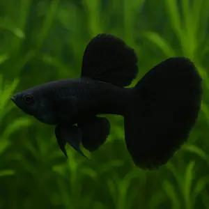 풀블랙 구피 2쌍