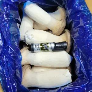 버섯 새송이버섯 못난이 상 2kg 발품장터