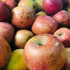 [아침이슬사과] 경북 제철 주스용 사과 5kg 9kg 10kg