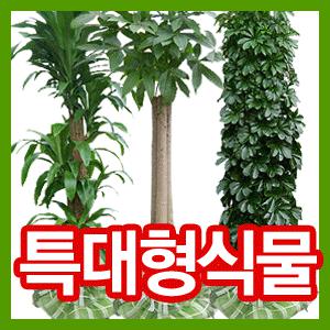 초특가세일 특대형 2M 공기정화식물/행운목/킹벤자민/파키라/홍콩야자/당일무료배송/개업 이전 행사