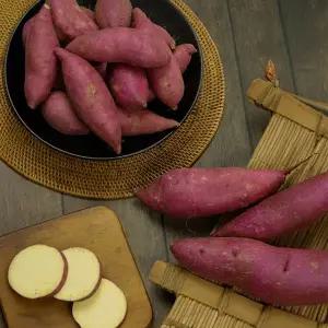 영암 버들농산 정품 토울고구마 5kg 한입 소 중