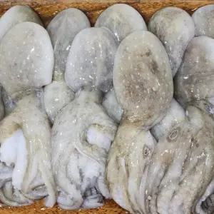 선동 대왕 주꾸미 1kg 2kg 왕쭈꾸미 냉동 중국산 급냉