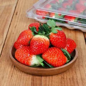 [신선하랑]GAP 인증 논산 설향딸기 상사이즈 350g (15~20구) 반팩