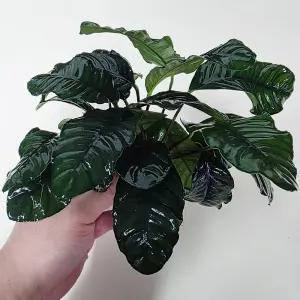 아누비아스 커피폴리아나나 대벌브 음성수초 활착 어항 수족관