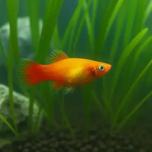 선셋플래티 10마리