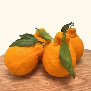 가정용 한라봉 혼합과 5kg 내외