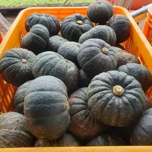 국내산 새벽경매 제주 미니단호박 10개