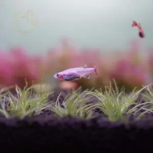 골든 백운산 (관상어, 열대어)