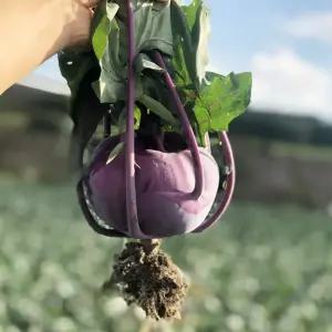 제주 농장발송 최상품 콜라비 로얄과 5kg