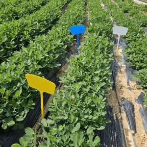 꽂는 화단표지판 45CM 꽃이름 수목표찰 나무이름표 화단팻말 꽃팻말