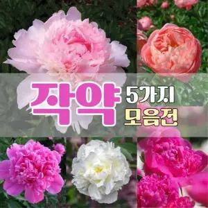 그루담다 그루담다 작약 숙근 5가지 품종 모음