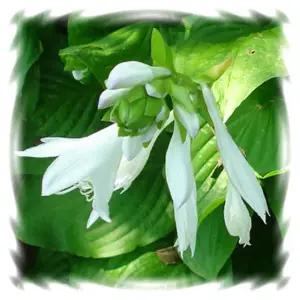 고급꽃모종 옥잠화-조선옥잠화,10cm비닐분 3개 (HF)