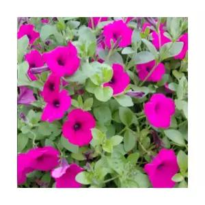 (성실)분홍 사피니아 모종(포트) 10개