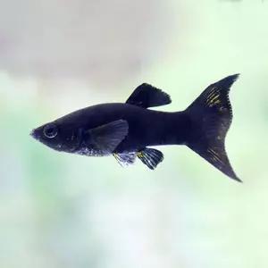 열대어 블랙몰리 라이어테일 20마리