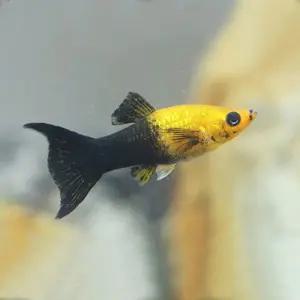 열대어 골든블랙 몰리 라이어테일 20마리