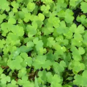 (성실)방풍 모종 100개 트레이묘