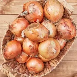 국내산 무안 햇 양파 5kg 대)