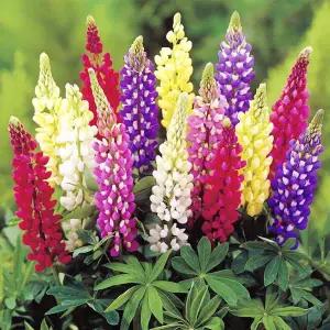 루피너스 릴리 안 야생화 모종 색상랜덤 6cm포트 다섯개묶음 GK033