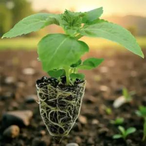 깻잎 키우기 모종 들깻잎 텃밭 재배 고기쌈 채소 15매