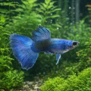 모스코 블루 구피 1쌍