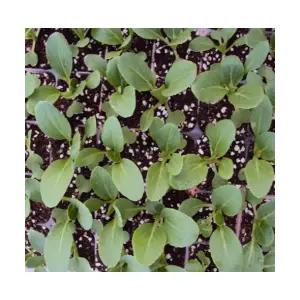 (성실)청경채 모종 30개 트레이묘