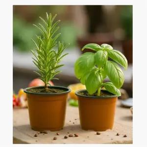 바질 나무 허브키우기 식용허브 화분 바질+로즈마리 1+1