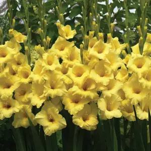 구근 글라디올러스 바나나라마 1구(구근둘레12/14)