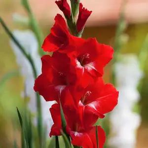 구근 글라디올러스 트레더혼 1구(구근둘레12/14)