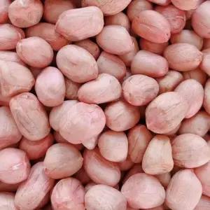 중국산 땅콩 생땅콩 볶음땅콩 햇땅콩 견과 수입 피땅콩 간식 안주 견과류 대용량 고소한