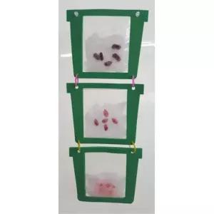 초등과학 강낭콩 호박시 옥수수씨 식물키우기 실험키트 학생용 집중력 창의융합교육